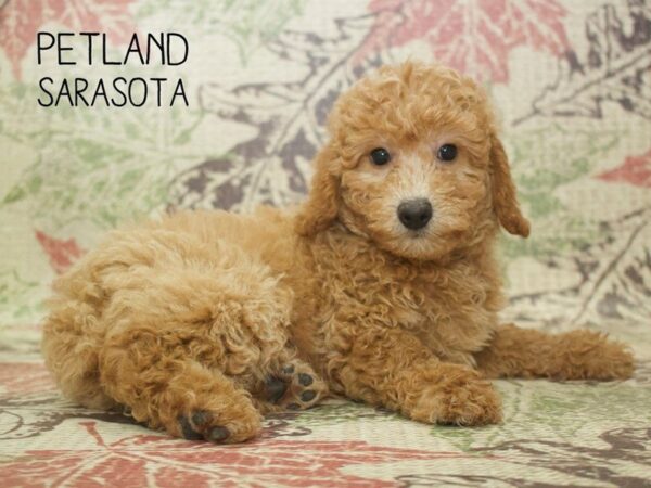 Poodle-DOG-Male-Cream-24402-Dream Tails Sarasota, Florida