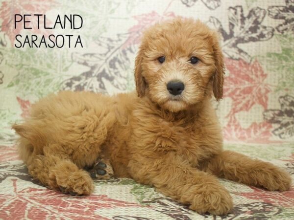 Goldendoodle-DOG-Female-Golden-24401-Dream Tails Sarasota, Florida