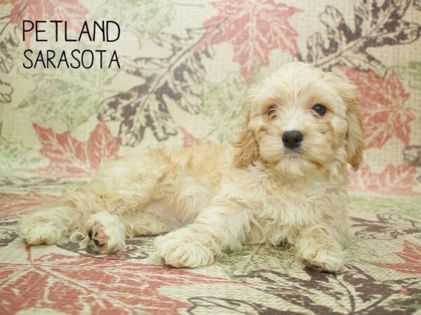 Cavachon-DOG-Female-Blenheim-24400-Dream Tails Sarasota, Florida