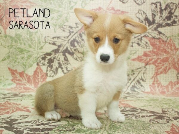 Pembroke Welsh Corgi-DOG-Female-Red / White-24398-Dream Tails Sarasota, Florida