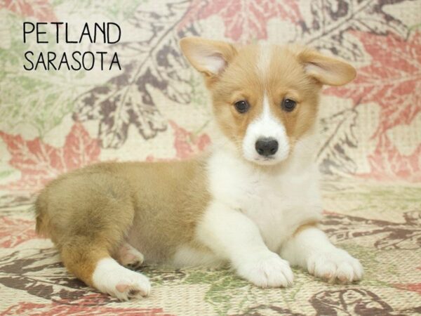 Pembroke Welsh Corgi-DOG-Female-Red / White-24397-Dream Tails Sarasota, Florida