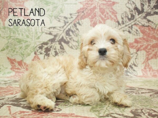 Maltese-DOG-Male-White-24396-Dream Tails Sarasota, Florida