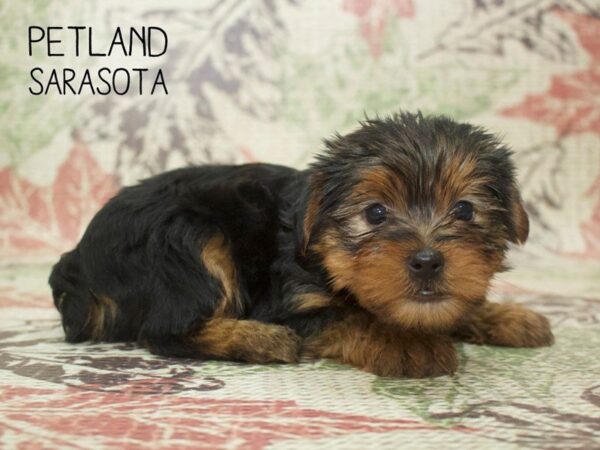 Yorkshire Terrier-DOG-Male-BLK TAN-24394-Dream Tails Sarasota, Florida