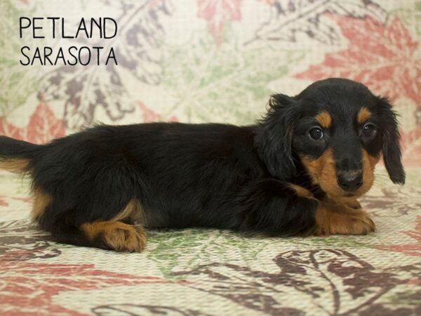 Dachshund-DOG-Male-black tan-24393-Dream Tails Sarasota, Florida