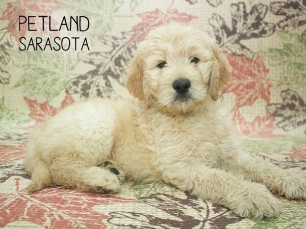 Goldendoodle-DOG-Male-Golden-24390-Dream Tails Sarasota, Florida