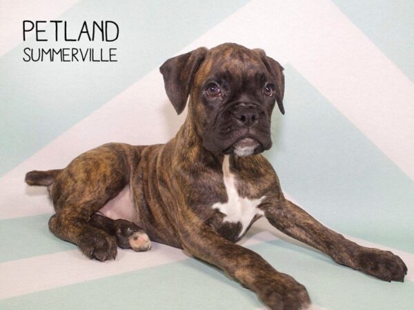 Boxer-DOG-Male-Brindle-24490-Dream Tails Sarasota, Florida