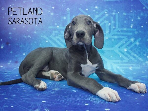 Great Dane-DOG-Female-Blue-24429-Dream Tails Sarasota, Florida