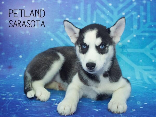 Siberian Husky-DOG-Female-Black / White-24427-Dream Tails Sarasota, Florida
