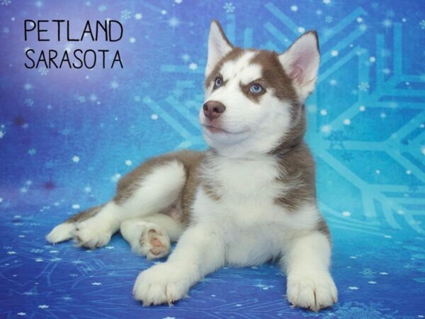 Siberian Husky-DOG-Male-Red / White-24426-Dream Tails Sarasota, Florida