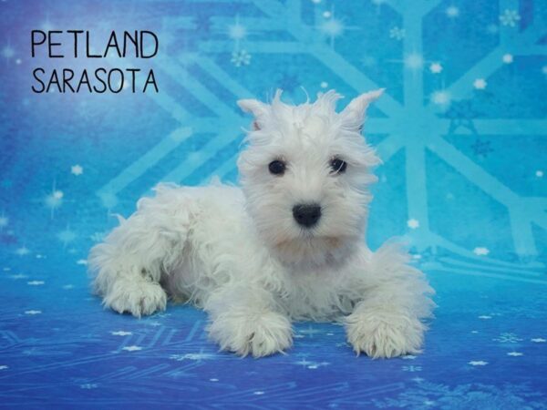 Miniature Schnauzer-DOG-Male-White-24425-Dream Tails Sarasota, Florida