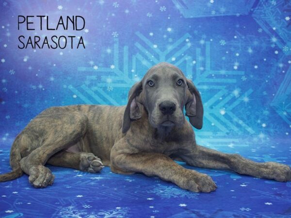 Great Dane-DOG-Male-Blue Fawn-24424-Dream Tails Sarasota, Florida