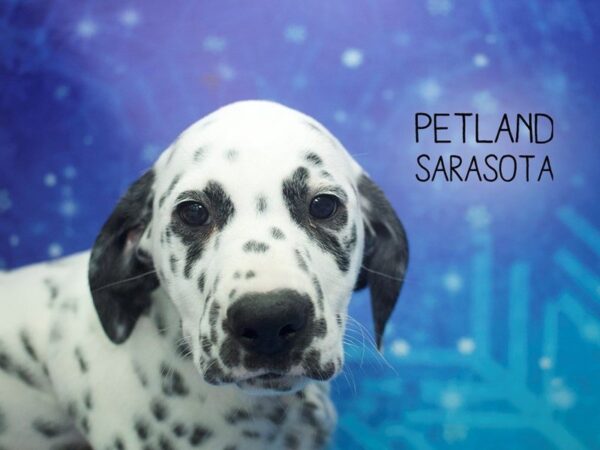 Dalmatian-DOG-Female-White / Black-24423-Dream Tails Sarasota, Florida