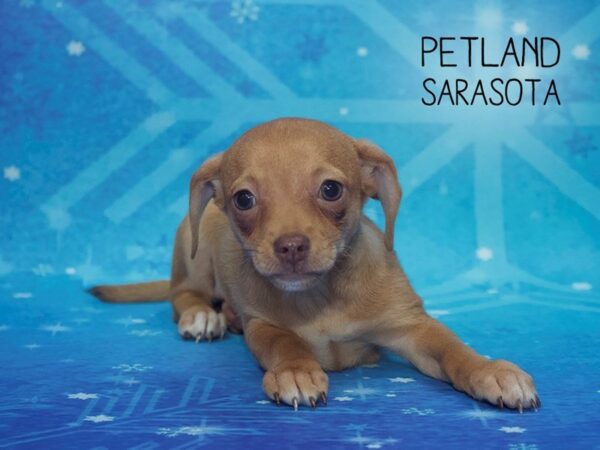 Chihuahua-DOG-Female-Brown-24422-Dream Tails Sarasota, Florida