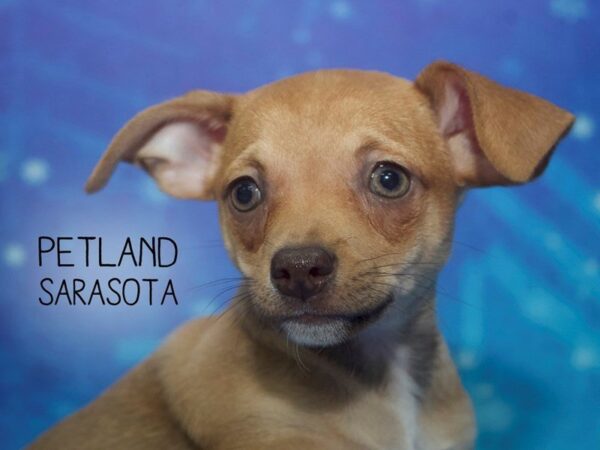 Chihuahua-DOG-Male-Brown-24421-Dream Tails Sarasota, Florida