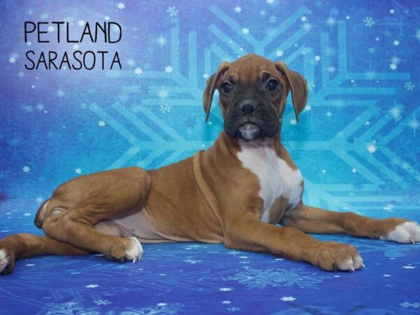 Boxer-DOG-Female-Fawn / White-24420-Dream Tails Sarasota, Florida