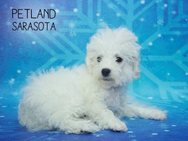 Bichon Frise-DOG-Male-White-24419-Dream Tails Sarasota, Florida