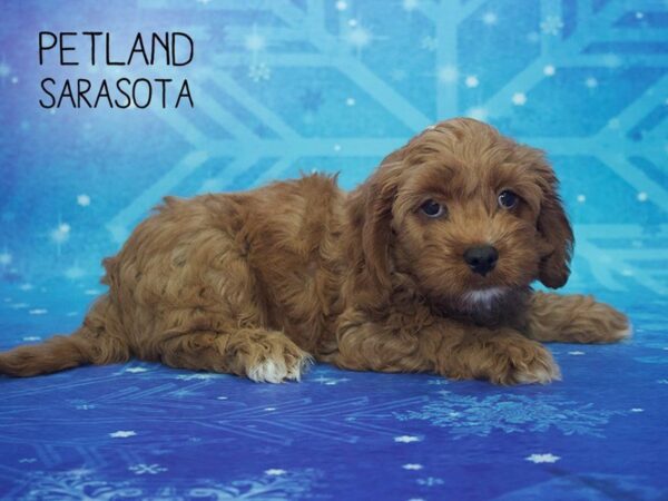 Cavapoo-DOG-Male-RED-24418-Dream Tails Sarasota, Florida