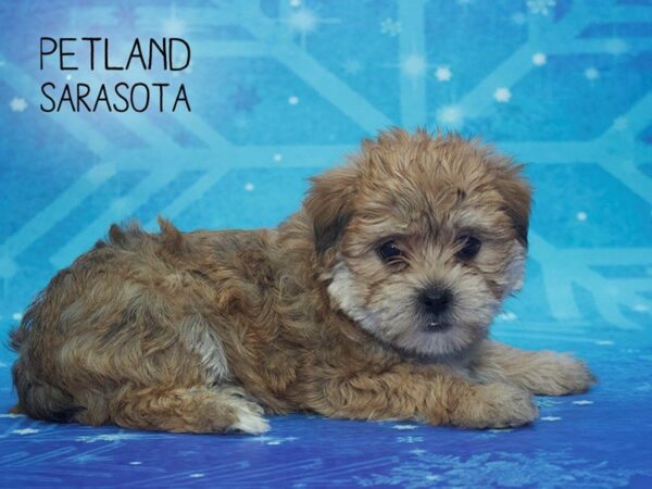 Morkie-DOG-Female-BEIGE-24417-Dream Tails Sarasota, Florida