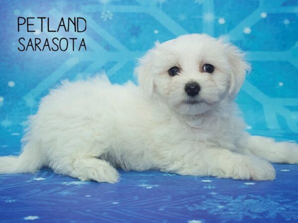 Maltipoo-DOG-Male-WHITE-24416-Dream Tails Sarasota, Florida