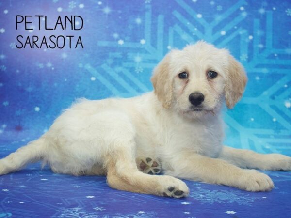 Labradoodle-DOG-Female-Yellow-24415-Dream Tails Sarasota, Florida