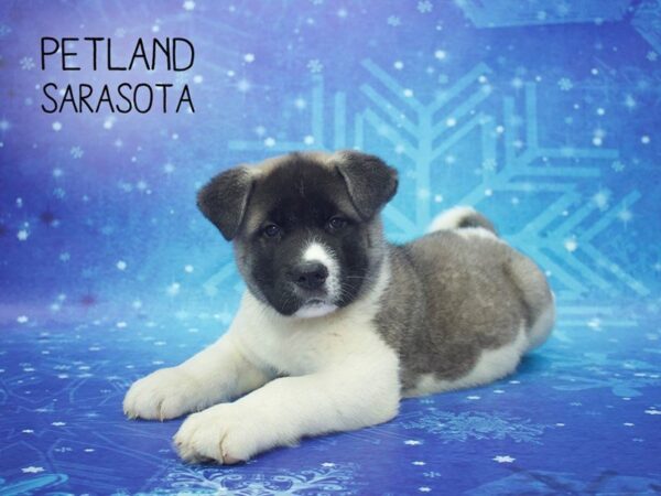 Akita-DOG-Male-Tri-24414-Dream Tails Sarasota, Florida