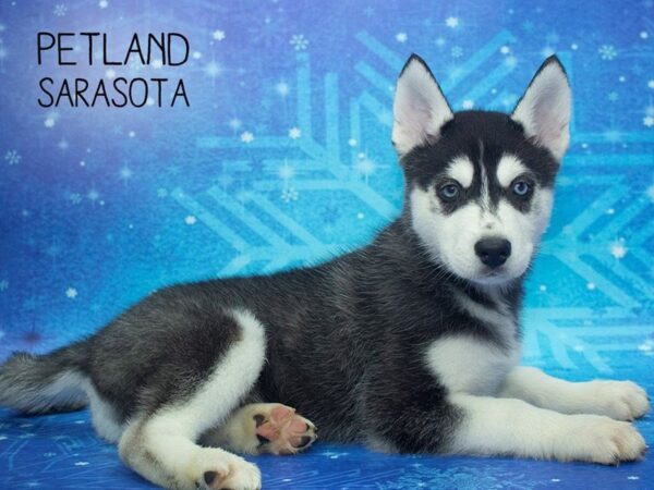 Siberian Husky-DOG-Male-BLACK WHITE-24413-Dream Tails Sarasota, Florida