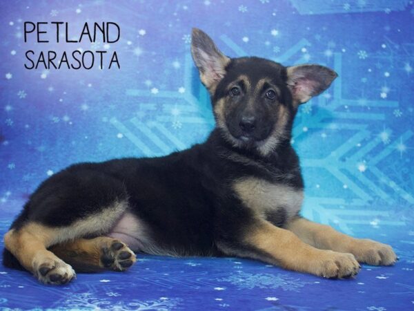 German Shepherd-DOG-Female-Black Tan-24412-Dream Tails Sarasota, Florida