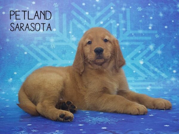 Golden Retriever-DOG-Male-Dark Golden-24411-Dream Tails Sarasota, Florida
