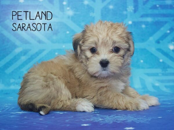 Shorkie-DOG-Female-GLD-24410-Dream Tails Sarasota, Florida