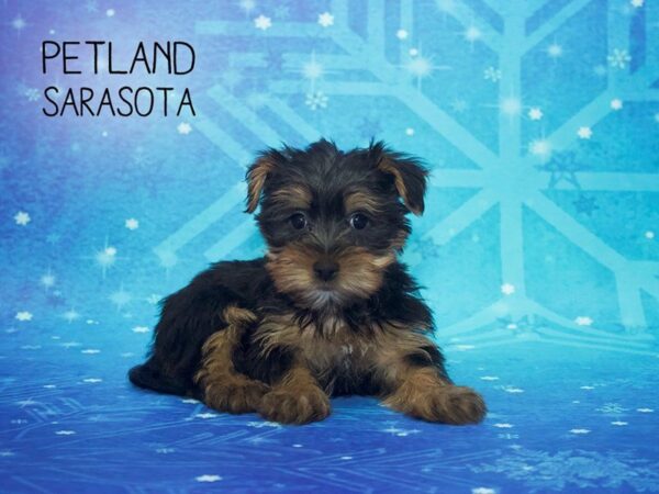 Morkie-DOG-Female-BLK & TN-24409-Dream Tails Sarasota, Florida