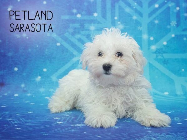 Maltese-DOG-Male-WH-24407-Dream Tails Sarasota, Florida
