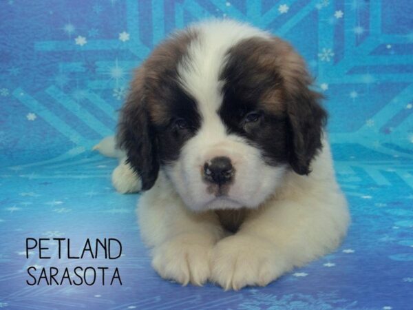 Saint Bernard-DOG-Male-BROWN WHITE-24460-Dream Tails Sarasota, Florida