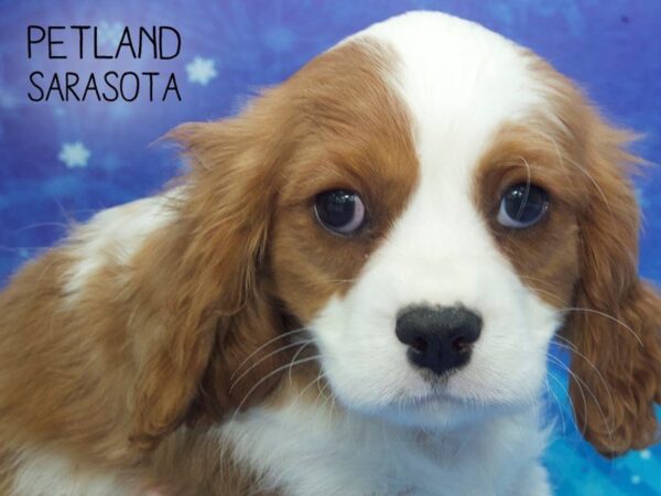 Cavalier King Charles-DOG-Male-BHEIM-24459-Dream Tails Sarasota, Florida