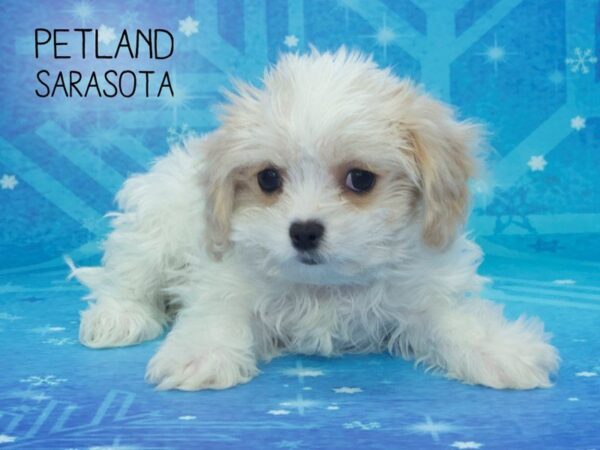 Cavachon-DOG-Female-BHEIM-24458-Dream Tails Sarasota, Florida