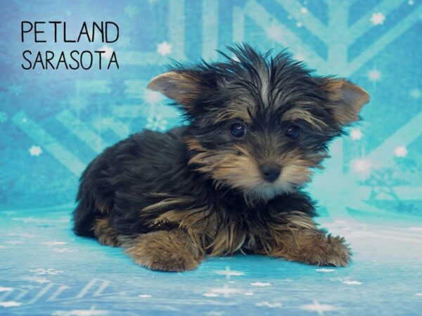 Yorkshire Terrier-DOG-Female-BLK & TN-24457-Dream Tails Sarasota, Florida