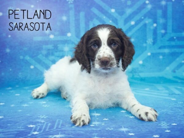 Cock A Poo-DOG-Female-Chocolate / White-24455-Dream Tails Sarasota, Florida