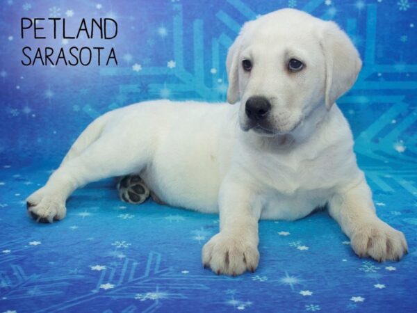 Labrador Retriever-DOG-Male-Yellow-24454-Dream Tails Sarasota, Florida