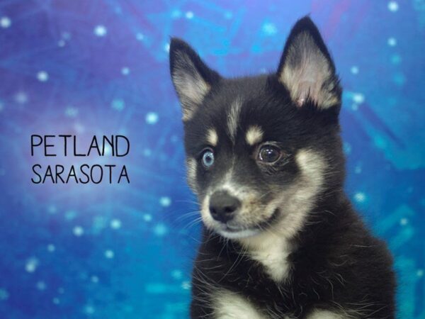 Pomsky-DOG-Female-Black-24453-Dream Tails Sarasota, Florida