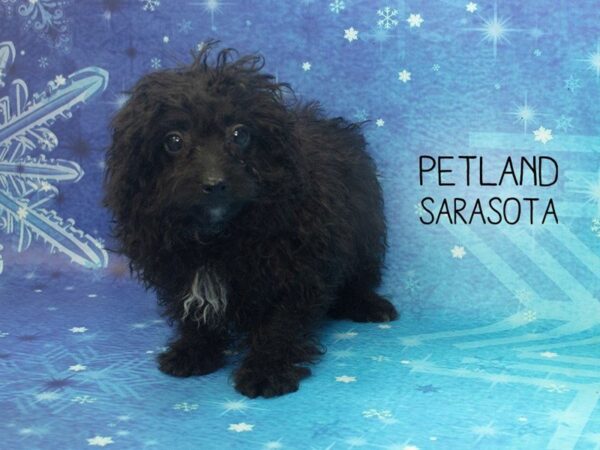 Pomapoo-DOG-Male-Black-24452-Dream Tails Sarasota, Florida