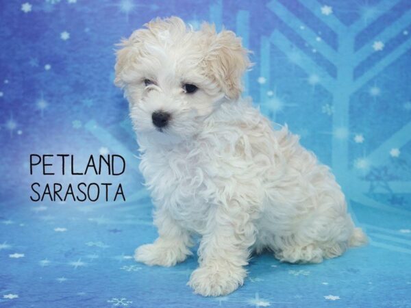 Maltese/Poodle-DOG-Male-Tan / White-24451-Dream Tails Sarasota, Florida