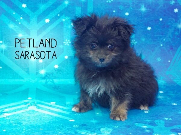 Pomeranian/Poodle-DOG-Female-Black-24450-Dream Tails Sarasota, Florida