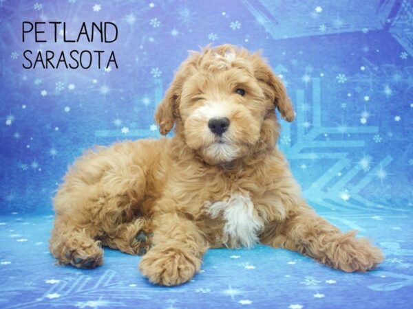 Goldendoodle 2nd Gen-DOG-Male-Red / White-24449-Dream Tails Sarasota, Florida
