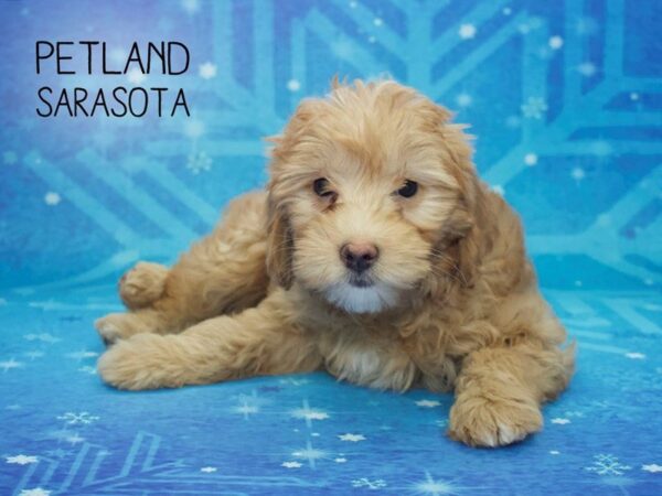 Goldendoodle Mini 2nd Gen-DOG-Female-Red-24448-Dream Tails Sarasota, Florida