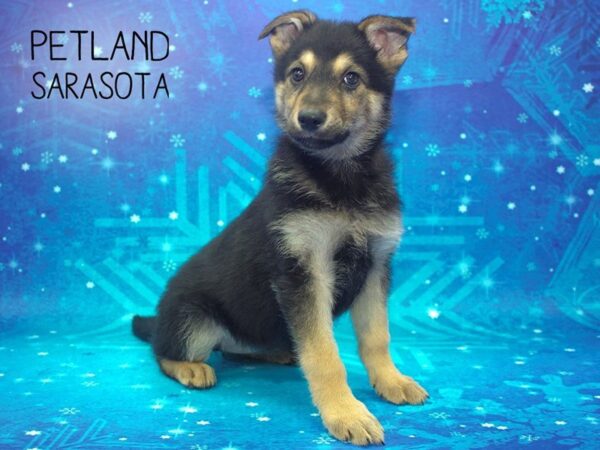 German Shepherd Dog-DOG-Female-Black / Tan-24447-Dream Tails Sarasota, Florida