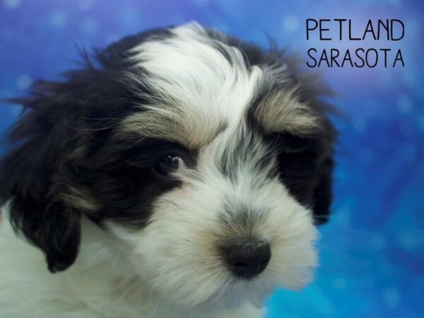 Coton De Tulear-DOG-Male-Black / White-24446-Dream Tails Sarasota, Florida