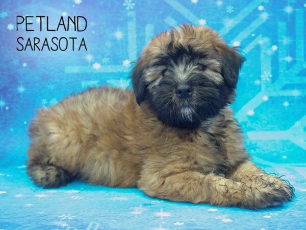 Soft Coated Wheaten Terrier-DOG-Male-Wheaten-24445-Dream Tails Sarasota, Florida
