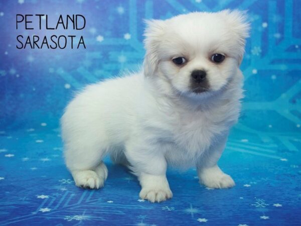 Pekingese-DOG-Female-Fawn-24444-Dream Tails Sarasota, Florida