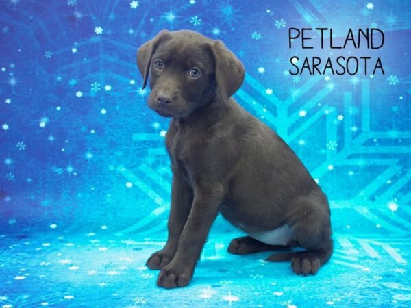 Labrador Retriever-DOG-Female-Chocolate-24443-Dream Tails Sarasota, Florida
