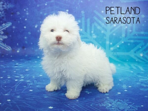 Bichon Frise-DOG-Male-White-24442-Dream Tails Sarasota, Florida