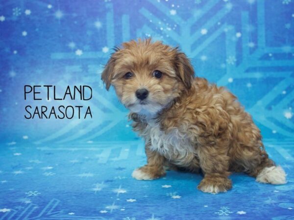 Yorkie Poo-DOG-Female-Red-24441-Dream Tails Sarasota, Florida